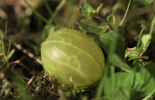 Uva spina verde rossa con foglie verdi — Foto Stock