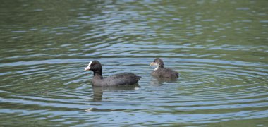 Büyük gölet Pisecak kuşlarda batağan