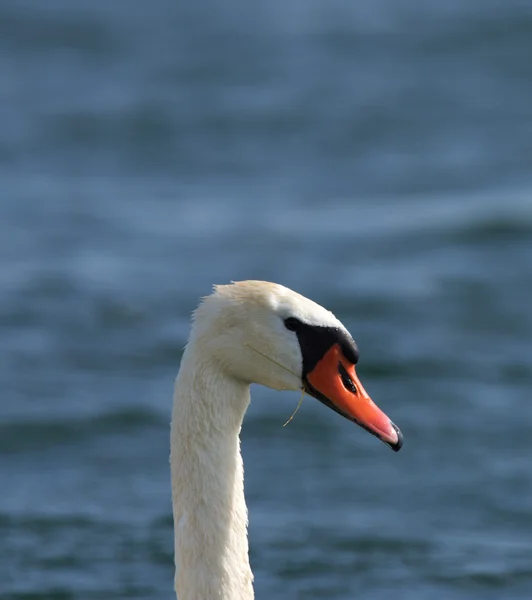 Cisnes en el mar grande Milada —  Fotos de Stock