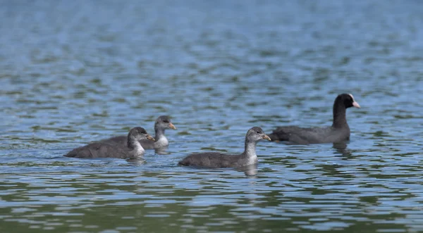 Doppingar fåglar på stora dammen Pisecak — Stockfoto