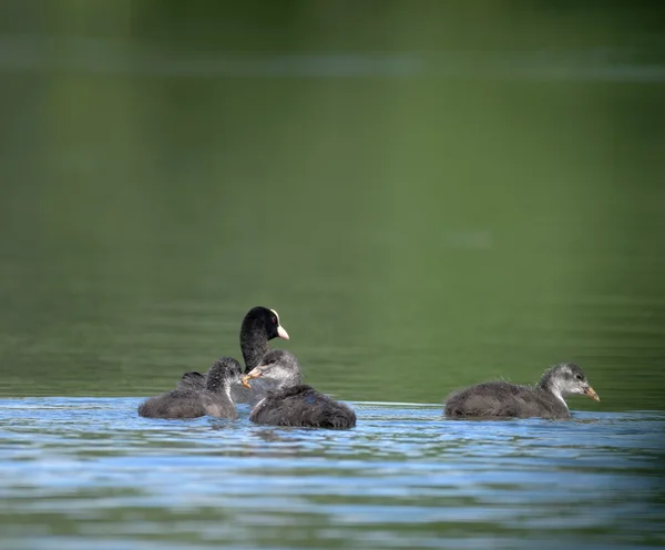 Perkoz ptaków na duży staw Pisecak — Zdjęcie stockowe