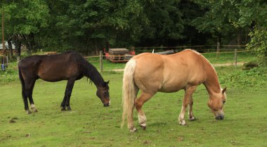 Yaz yeşil çayır ata