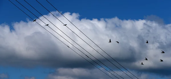 Vlaštovka ptáci sedící na drát — Stock fotografie