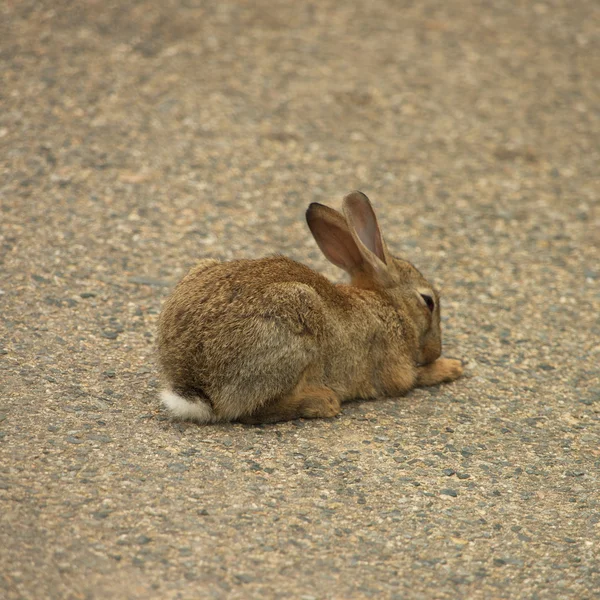 Заяц лежит на асфальтированной дороге — стоковое фото