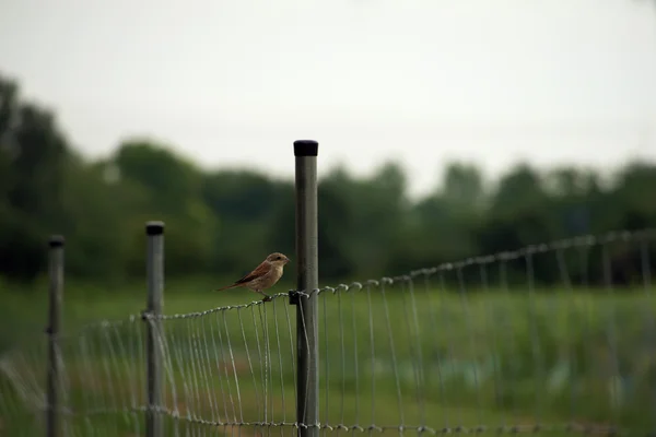 Pájaro gorrión en la cerca cerca de viñedo —  Fotos de Stock