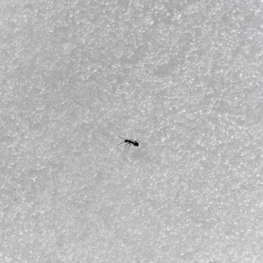 Ve kış zamanında karda