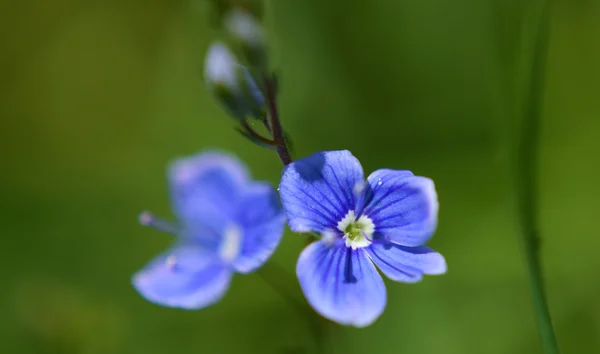 Veronica officinalis flower s modrý květ — Stock fotografie