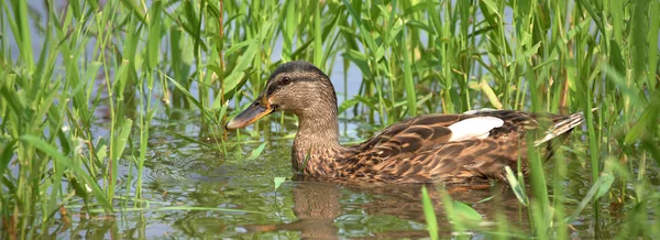 Nehir yeşil çimen ördek