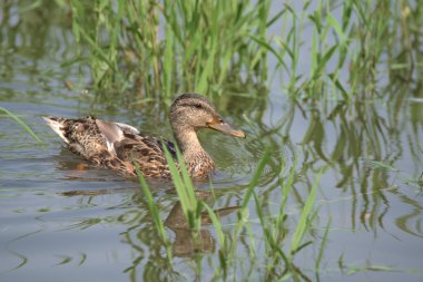 Yaz aylarında Labe nehrinde ördekler