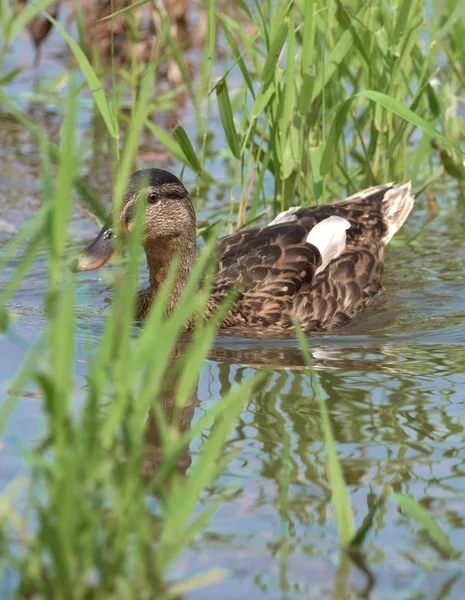 Patos en el río Labe en verano — Foto de Stock