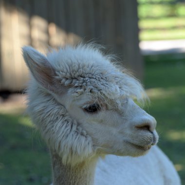 Llamas Gehege Milli Parkı içinde