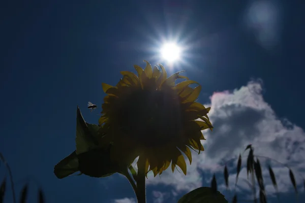 Sunflower flowers in mountains — Stock Photo, Image