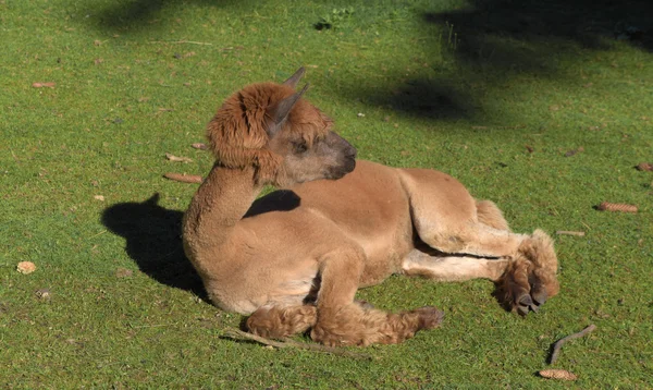 Lama's in Gehege nationaal park — Stockfoto