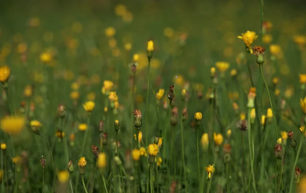 노란 꽃과 알프스에서 여름 초원 — 스톡 사진