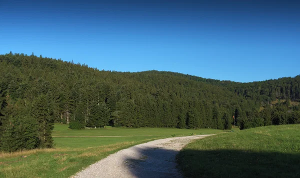 Prado de verão nos Alpes — Fotografia de Stock