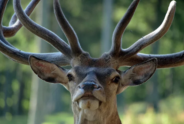 Grande cervo nel parco Gehege — Foto Stock