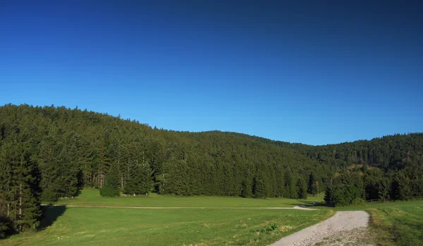 Zomer weide in de Alpen — Stockfoto