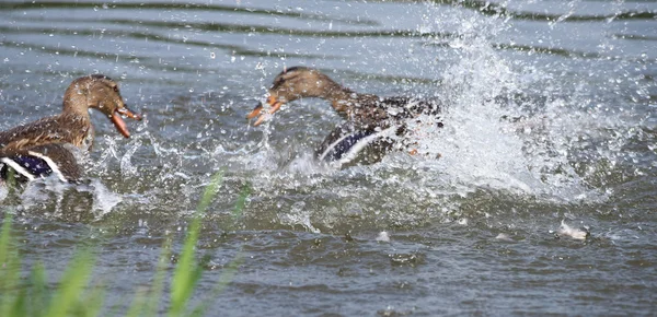 Kaczki na Łabie w lecie — Zdjęcie stockowe