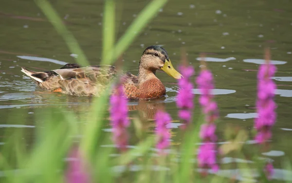 Ducks on river Labe in summer — Stock Photo, Image