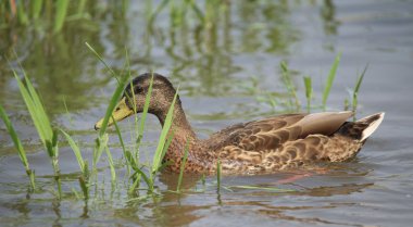 Yaz aylarında Labe nehrinde ördekler