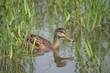 Yaz aylarında Labe nehrinde ördekler