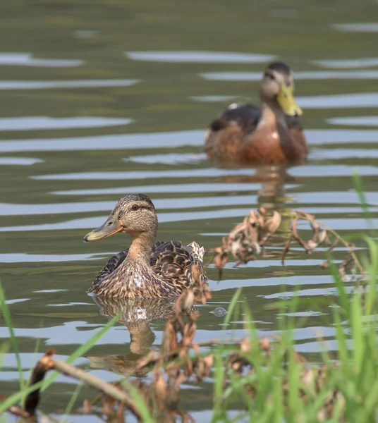 Enten auf der Labe im Sommer — Stockfoto