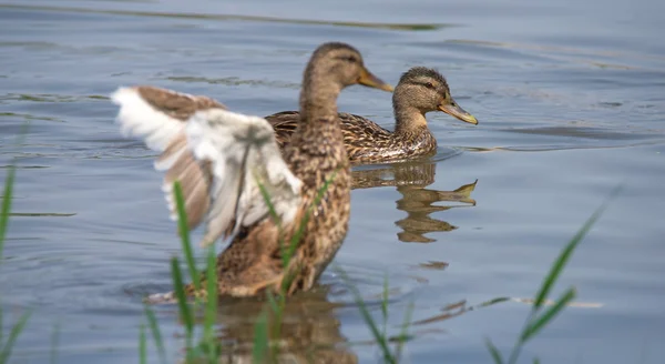 Ducks on river Labe in summer — Stock Photo, Image