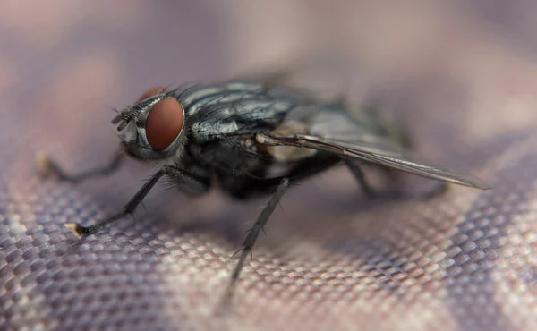 Dettaglio della mosca nella giornata di sole — Foto Stock