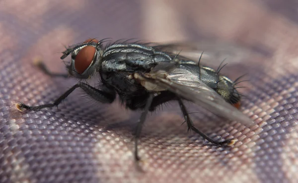 Detalhe da mosca no dia ensolarado — Fotografia de Stock