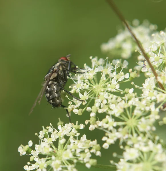 Detail of fly in sunny day — Stock Photo, Image
