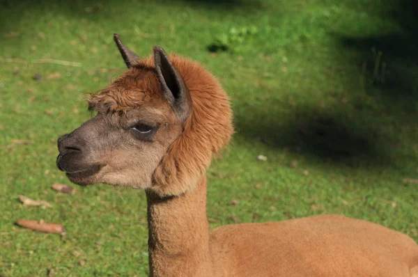 Llamas in Gehege national park — Stock Photo, Image