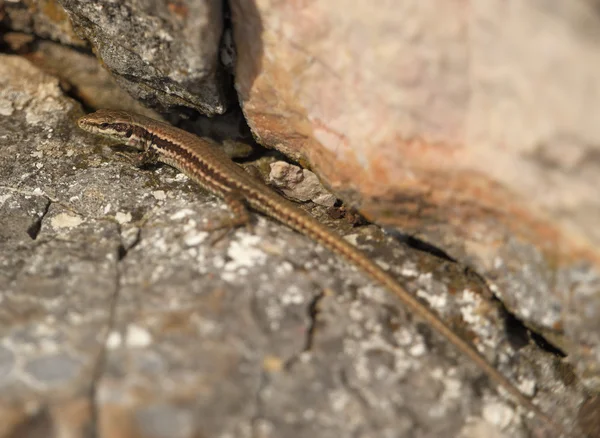 Коричневая ящерица на скалах летом — стоковое фото