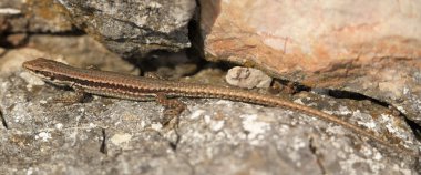 Yaz aylarında buzlu kahverengi kertenkele