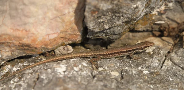 在夏天在岩石上的棕色蜥蜴 — 图库照片