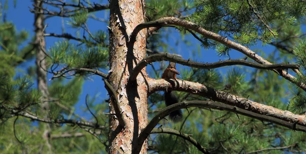 Eichhörnchen mit Zapfen auf Kiefer — Stockfoto