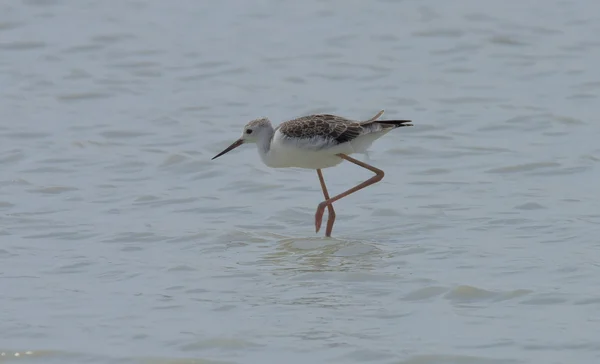 Petit oiseau aux pattes minces en mer — Photo