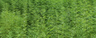 Teknik esrar alan Avusturya