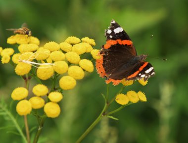 Yaz aylarında sarı çiçek kelebek