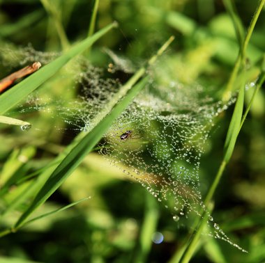 Yakında sabah örümcek ağı örümcek ile