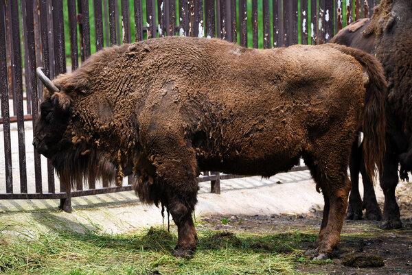Европейский бизон с каштановыми волосами
