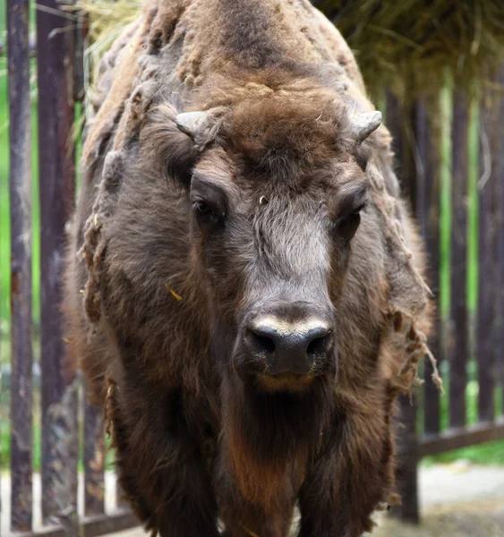 Bisonte europeu com cabelo castanho — Fotografia de Stock