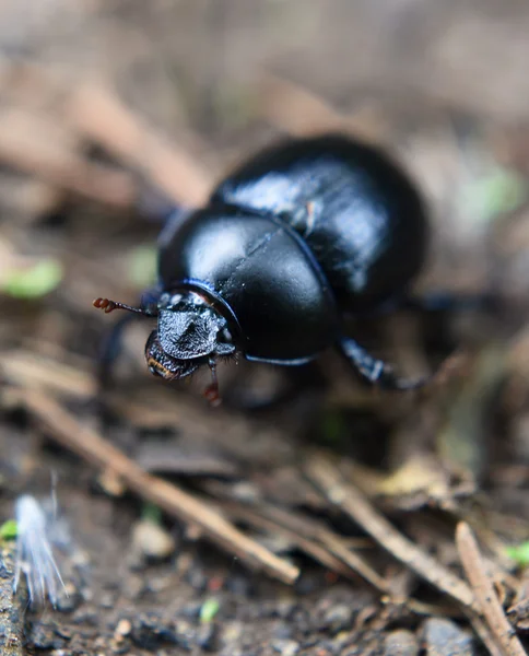 Dung beetle on dry path — Stock Photo, Image
