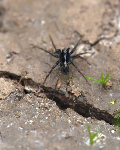 夏天在干燥的地面上蜘蛛 — 图库照片