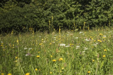 Yaz günü çiçek çayır