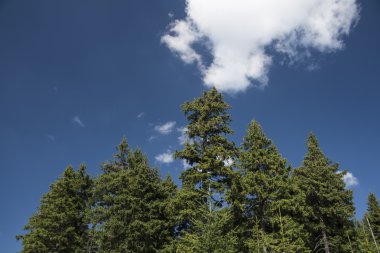 Çam ağaçlarının Krkonose dağlarında