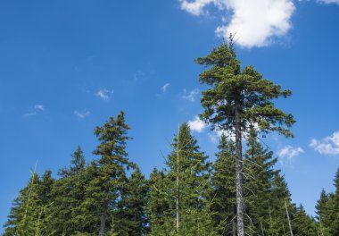 Çam ağaçlarının Krkonose dağlarında