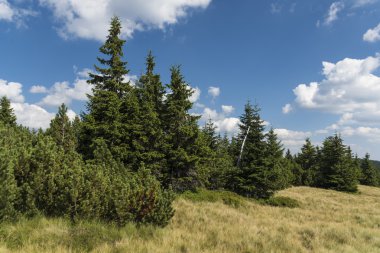 Krkonose dağlarda Ladin ağaçları