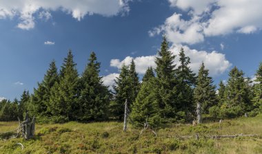 Krkonose dağlarda Ladin ağaçları