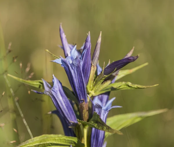 Gentiaan bloem in Krkonose bergen — Stockfoto