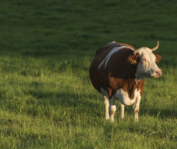 Vacas en prado verde al atardecer —  Fotos de Stock